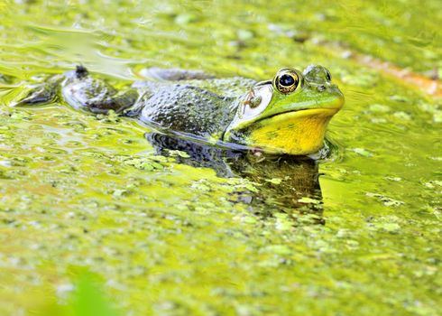 A bullfrog floating in a green swamp.