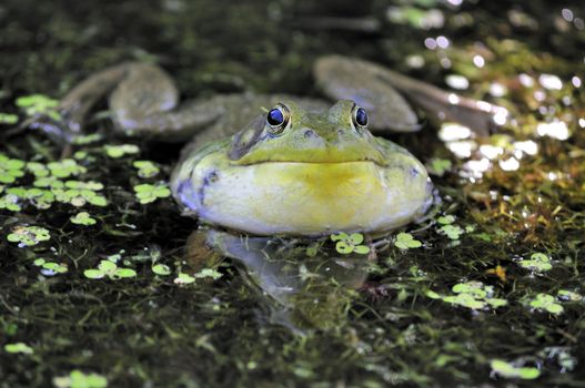 A bullfrog croaking a song in a swamp.