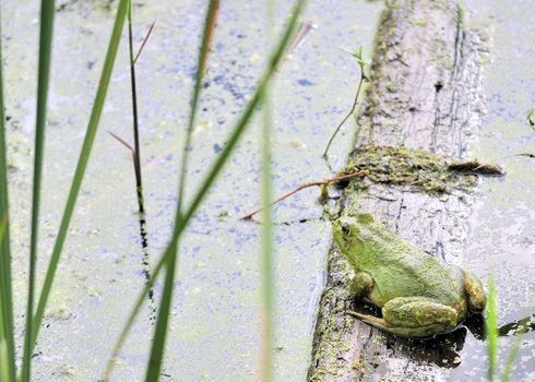 A bullfrog perched on a log in a swamp.