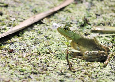 A bullfrog perched on the surface of a swamp.