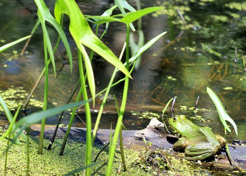 A bullfrog perched on a log in a marsh.