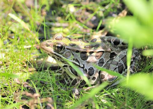 A close-up shot of a leopard frog in the grass.