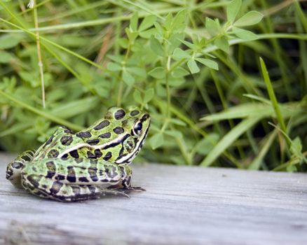 A leopard frog perched on a wooden board in a swamp.