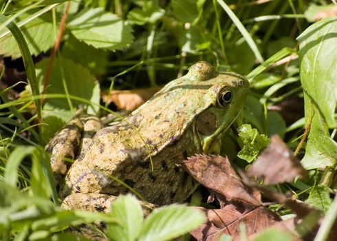 A bullfrog blending in well into the grass.