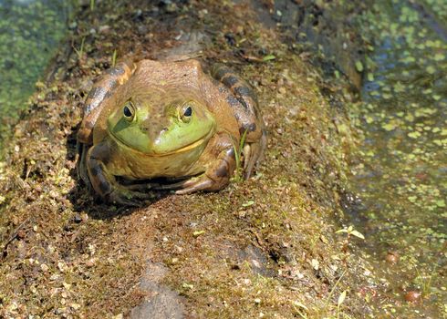 A bullfrog perched on a floating log.
