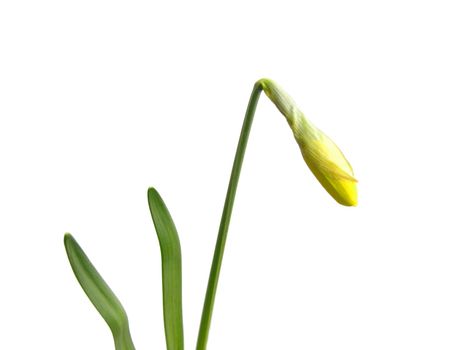 Bud of daffodil (Narcissus)
