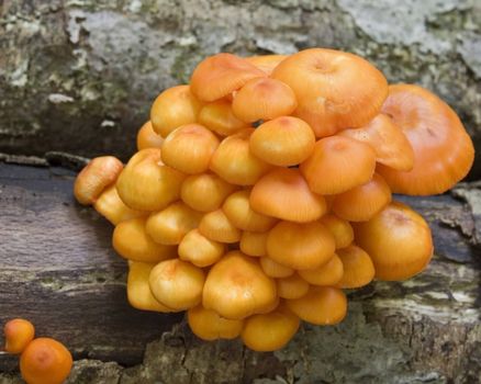 A group of orange mushrooms growing on a log.