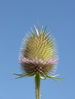 Thistle flower before blue sky