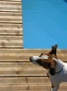 Dog relaxing at pool in the sun