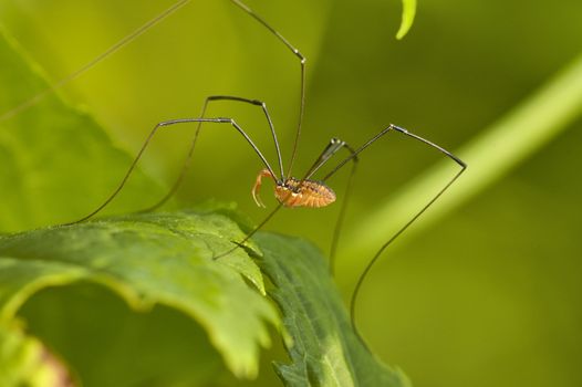 A daddy longlegs perched on a plant leaf.Class: Arachnida / Order: Opiliones 