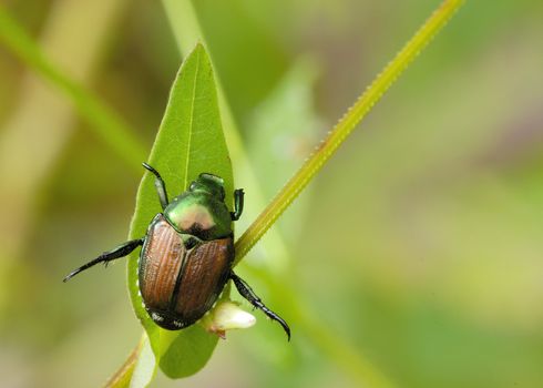 A Japanese Beetle perched on a plant leaf. Superfamily Scarabaeoidea / Family Scarabaeidae / Subfamily Rutelinae / Tribe Anomalini / Subtribe Popilliin