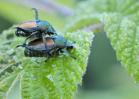 A pair of Japanese Beetle perched on a plant leaf mating. Superfamily Scarabaeoidea / Family Scarabaeidae / Subfamily Rutelinae / Tribe Anomalini / Subtribe Popilliin