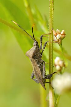 A Leaf-Footed Bug Nymph perched on a plant stem.