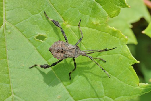 A Leaf-Footed Bug Nymph perched on a plant leaf.