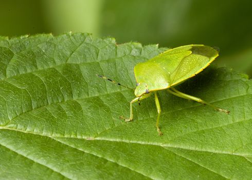 An adult green stink bug perched on a leaf.True Bugs (Hemiptera) / Stink Bugs (Pentatomidae) / Acrosternum / Acrosternum hilare