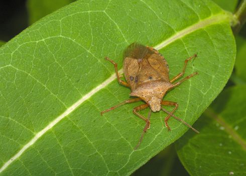 A brown stinkbug perched on a leaf.True Bugs (Hemiptera) / Stink Bugs (Pentatomidae)