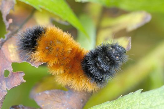 A Wooloy Bear caterpillar perched on a plant leaf.Order: Lepidoptera / Superfamily: Noctuoidea / Family Arctiidae (tiger moths) / Subfamily: Arctiinae