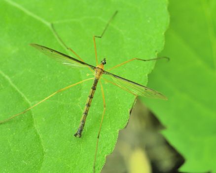 A crane fly perched on a plant leaf.