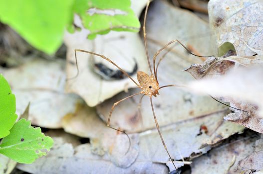 A daddy longlegs perched on a plant leaf.Class: Arachnida / Order: Opiliones 