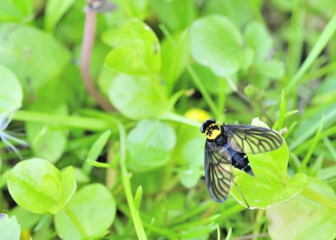 A golden backed snipe fly perched on a leaf.