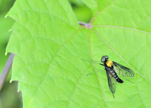 A golden backed snipe fly perched on a leaf.