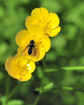 A bee fly perched on a flower collecting nectar.