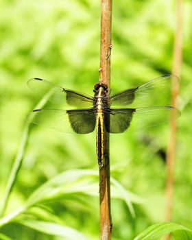 A female widow skimmer dragonfly perched on a plant stem.