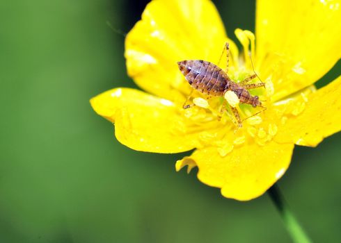 A bee assassin bug perched on a flower.