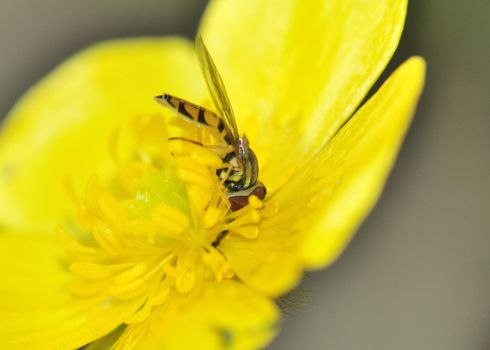 A hoverfly perched on top of a flower.