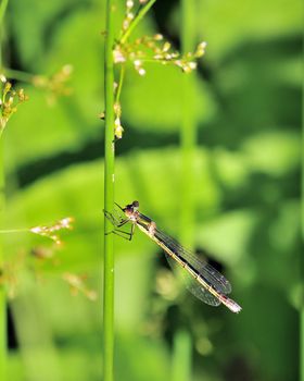 A damsel fly perched on a plant.