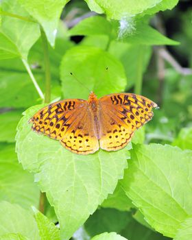 A Great Spangled Fritillary Butterfly perched on a tree leaf.