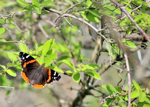 A red admiral butterfly perched on a tree leaf.