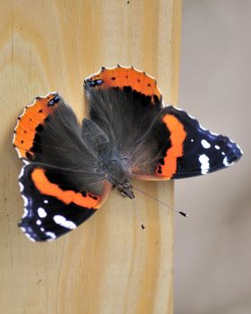A red admiral butterfly perched on a wooden post.