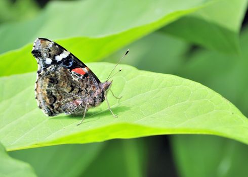 A red admiral butterfly perched on a pant leaf.