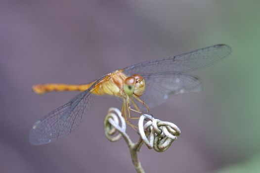 Female Yellow-legged Meadowhawk perched on a plant twig.