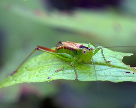 A kadydid nymph perched on a plant leaf.