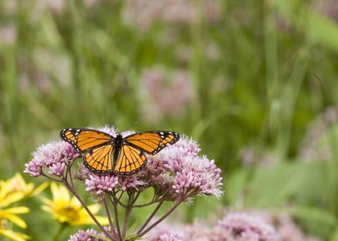 Viceroy butterfly perched on a flower.