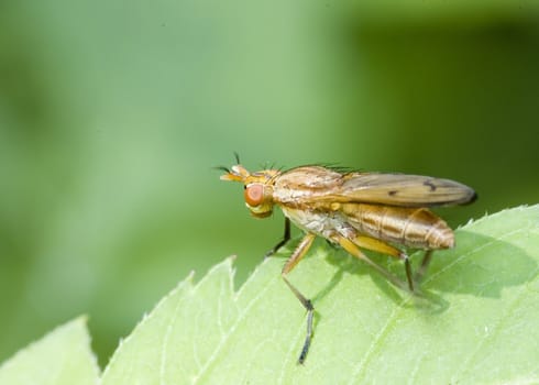 Marsh fly perched on a leaf.