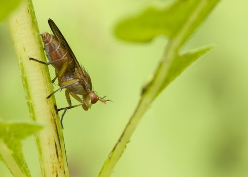Marsh fly perched on a stem.