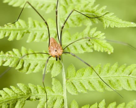 A daddy longlegs spider perched on a fern.