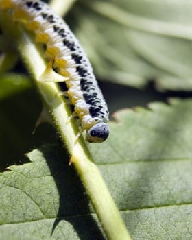 Caterpillar perched on a plant stem in late summer.