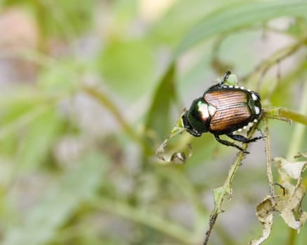 A Japanese beetle perched on a plant leaf.