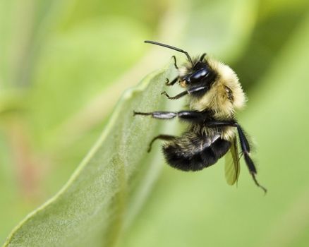 A bee perched on a plant leaf.