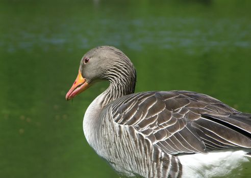 Close-up of goose near a pond