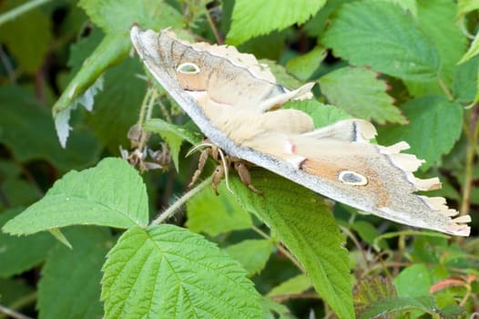 A polyphemus moth perched on a plant leaf.