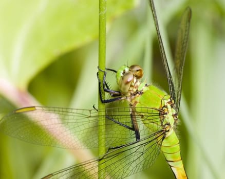 Close-up of a green darner dragonfly perched on a plant stem.