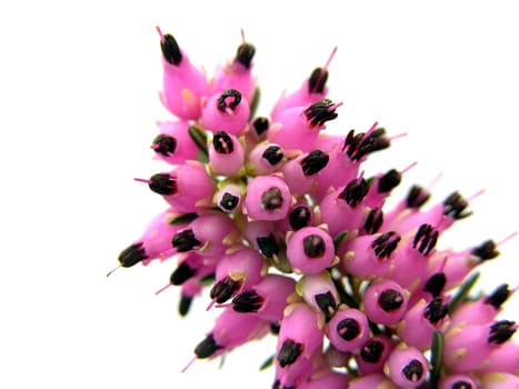 Flowers of heather on white background