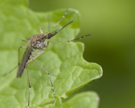 A mosquito perched on a plant leaf.