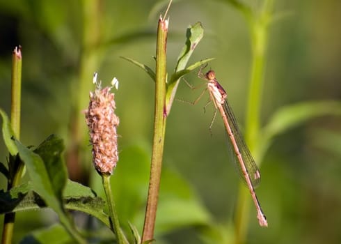 A damselfly perched on a plant stem.