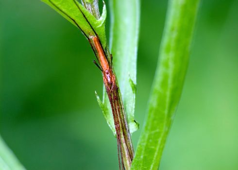 An elongate long-jawed orb weaver perched on a plant stem.